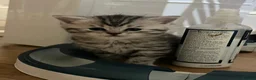American Shorthair cats for sale: Beautiful BSH Kittens for sales  - Advert 10