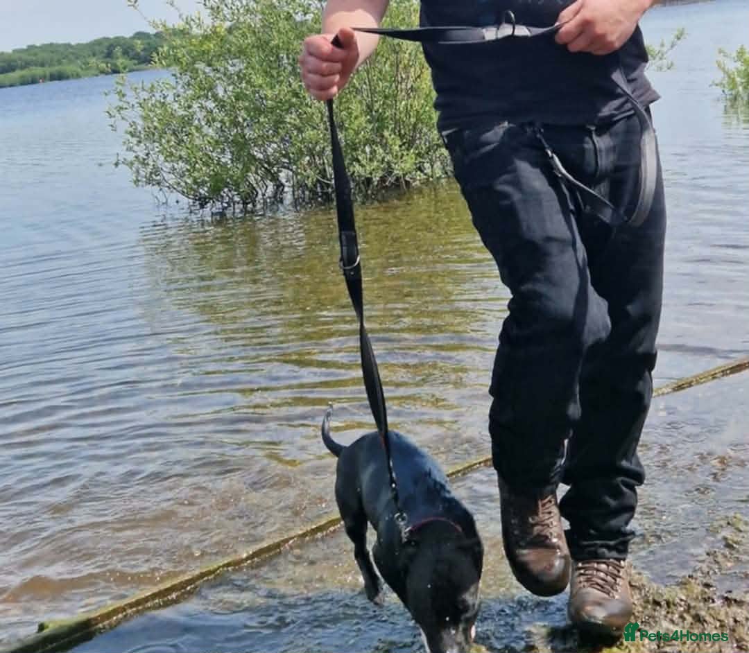 Staffordshire Bull Terrier dogs Staffy - Advert 3