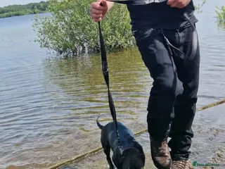 Staffordshire Bull Terrier dogs Staffy - Advert 8