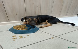 Mixed Breed dogs for adoption: 💖🐶 POLLY 🐶💖 - Image 4