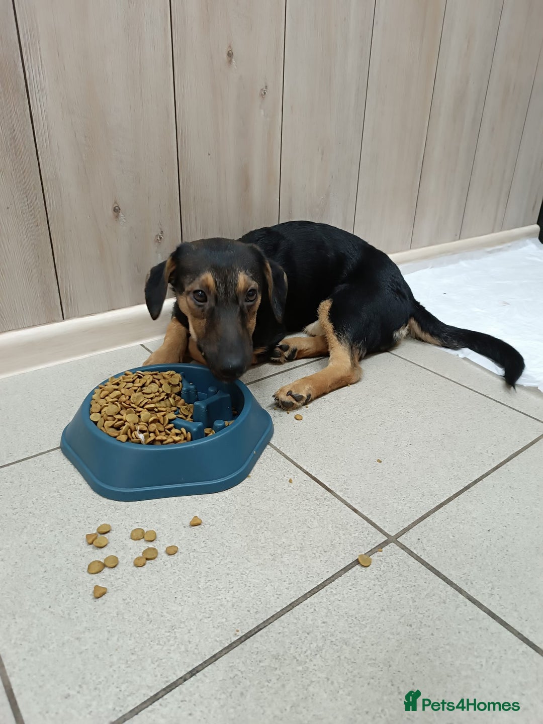Mixed Breed dogs for adoption: 💖🐶 POLLY 🐶💖 - Image 4