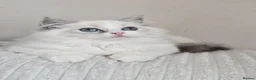 Ragdoll cats for sale: Beautiful Pedigree Ragdoll Kittens 💘 Ready Now - Advert 4