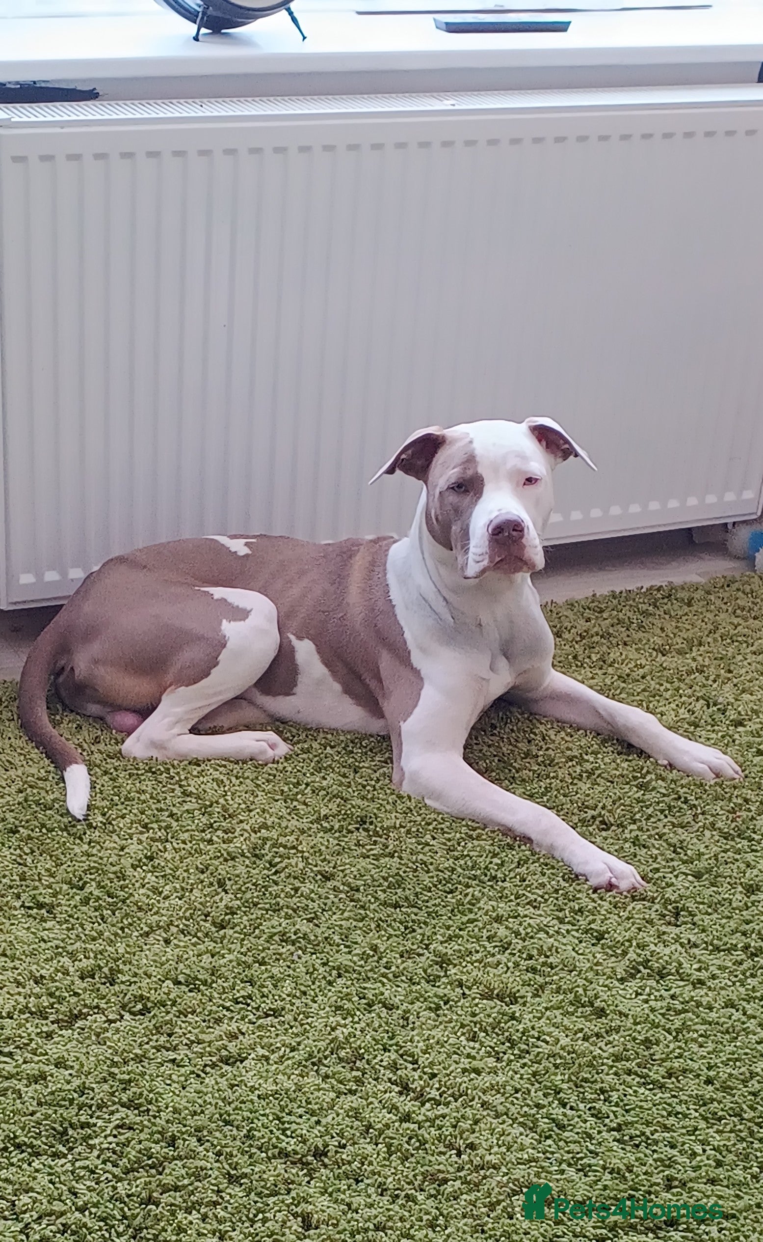 American Bulldog dogs Beautiful American Scott Bulldog for sale  - Advert 1