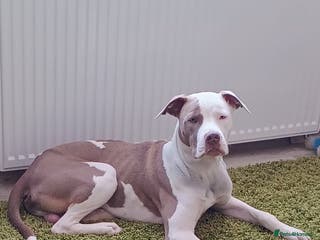 American Bulldog dogs Beautiful American Scott Bulldog for sale - Advert 3