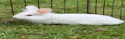 Mini Lion Lop rabbits for sale: Mini lion lop white with pink eyes - Advert 3