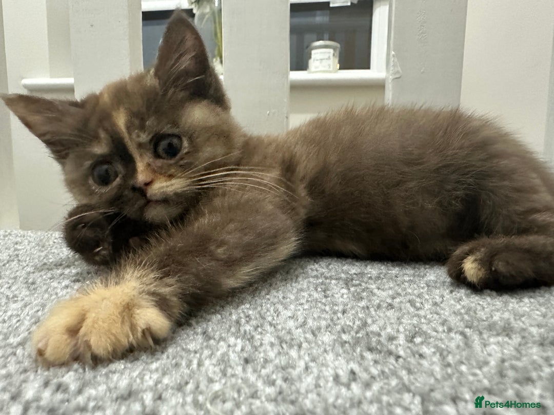British Shorthair cats for sale: 😻LAST GORGEOUS TORTIE READY FOR NEW HOME😻🎀 - Advert 4