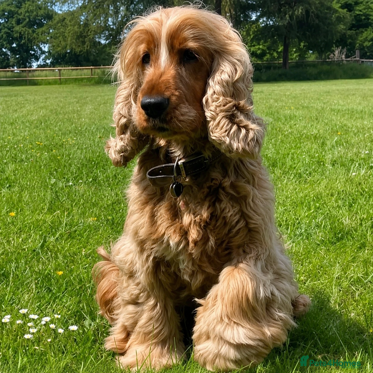 Cocker Spaniel dogs KC GOLDEN SHOW COCKER STUD BEST HEALTH TESTED - Advert 19