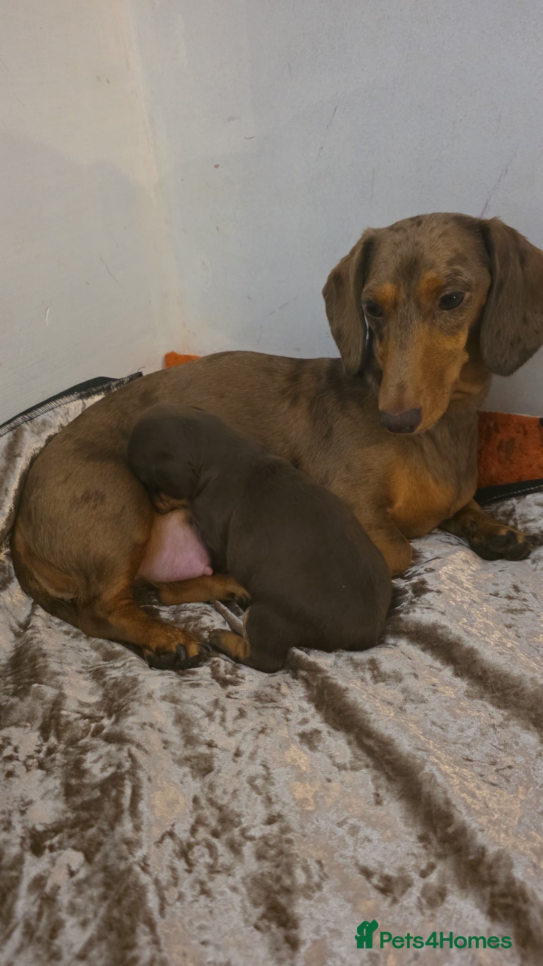 Miniature Dachshund dogs for sale: Miniature dachshund Puppies - Advert 19