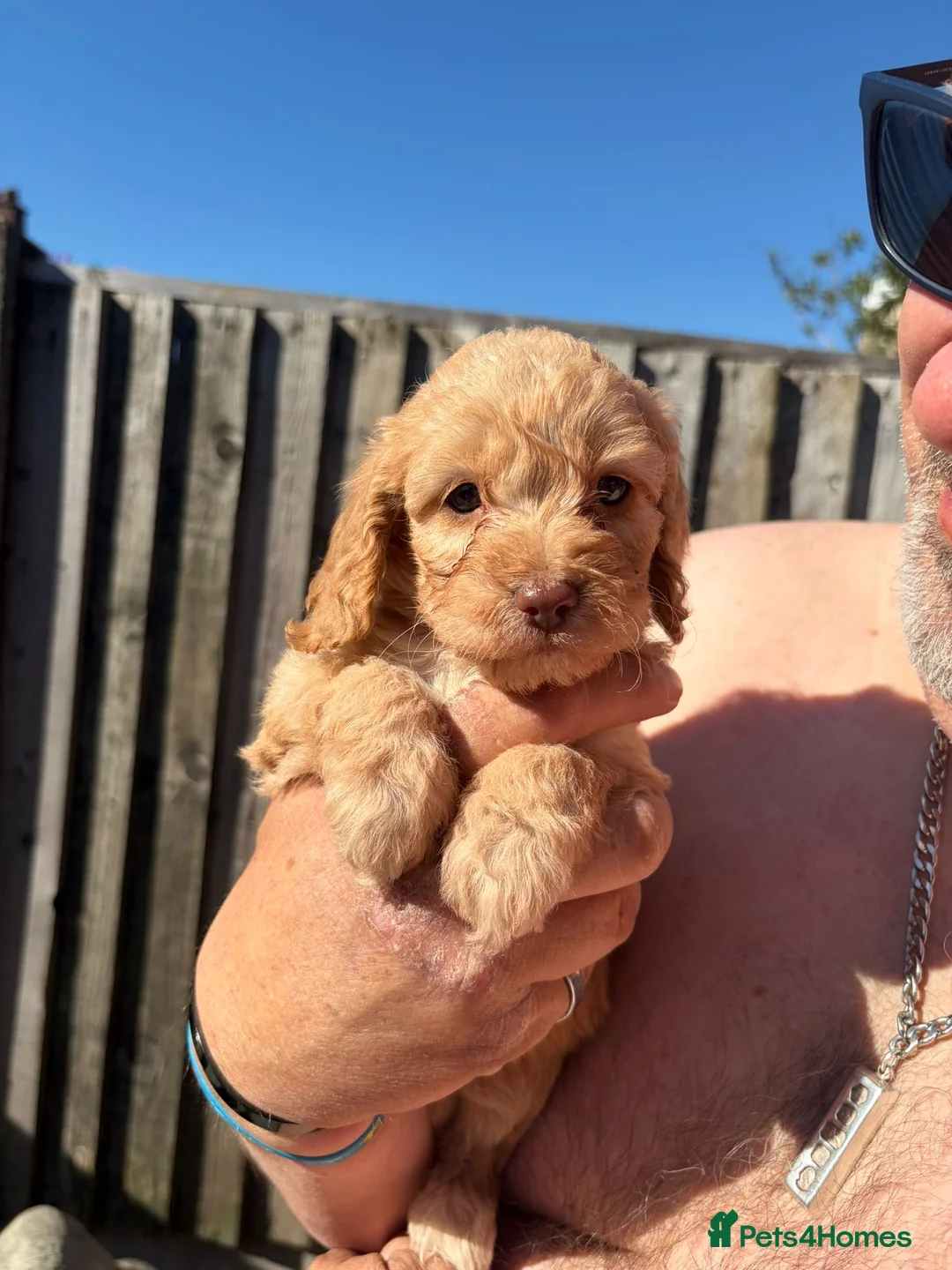 Cockapoo dogs for sale: Toy cockapoo in Nottingham - Advert 2