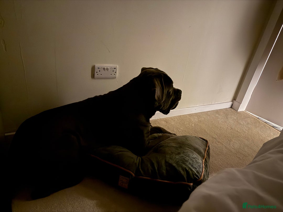 Cane Corso dogs for sale: Dog cane corso - Image 3