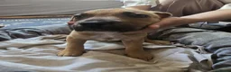 Mixed Breed dogs for sale: Cane Corso American Bulldog Puppies Family Raised  - Advert 9
