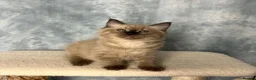 Ragdoll cats for sale: 🤎 READY NOW seal mink sepia cherubim BOY 🤎 - Advert 4