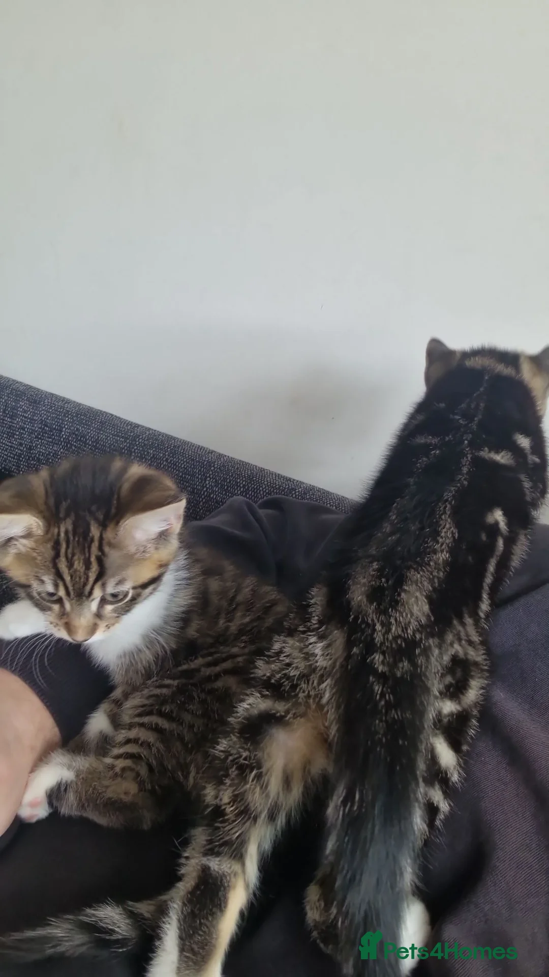 Mixed Breed cats for sale: 2 x Kittens. Quick sale needed. - Advert 2