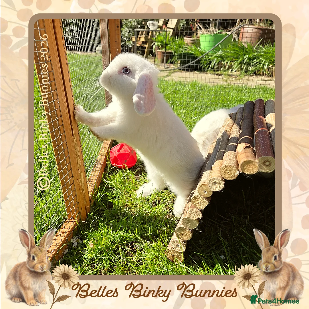 Mini Lop rabbits for sale: 🌷 SOLD 🌷 - Advert 2