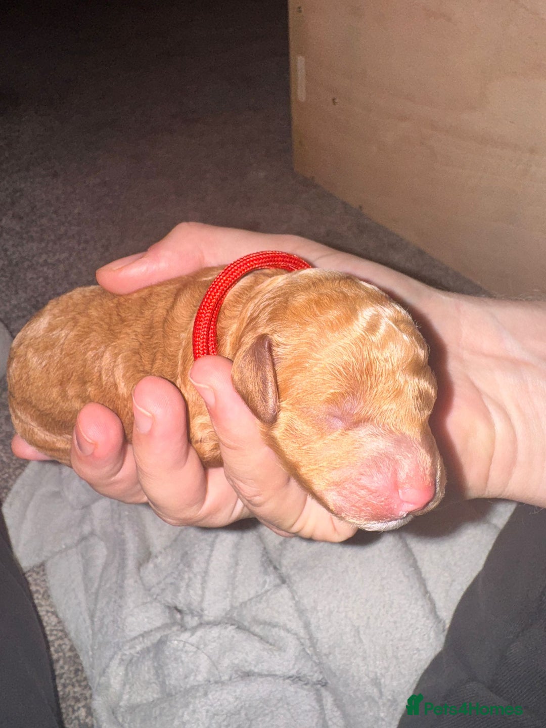 Labradoodle dogs for sale: F1b Miniature Labradoodle Puppies  - Advert 28