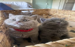 British Shorthair cats for sale: LAST 2 FEMALE kittens British shorthair kittens  in Maidstone - Image 9