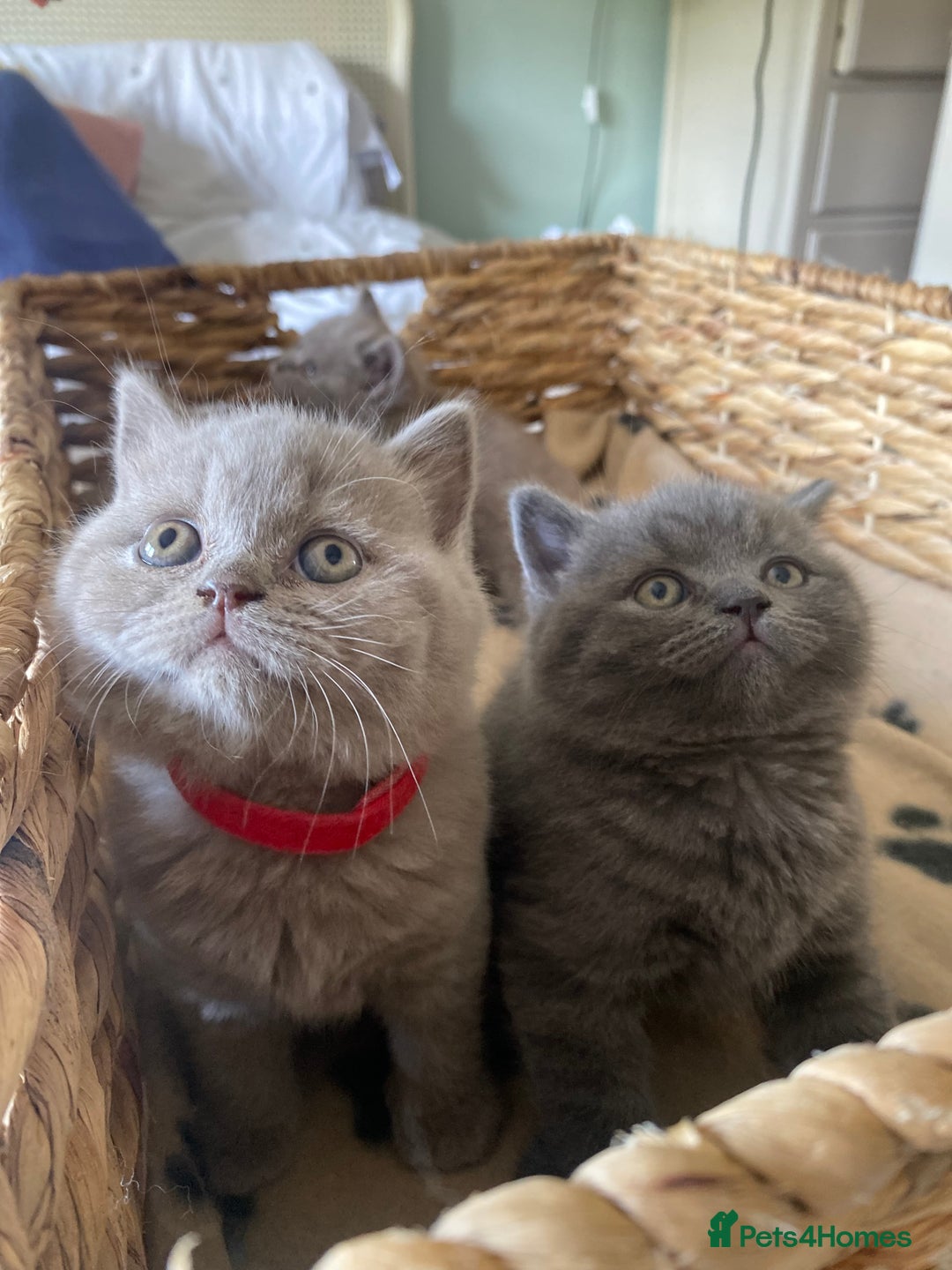British Shorthair cats for sale: LAST 2 FEMALE kittens British shorthair kittens  in Maidstone - Image 9