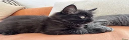 Ragdoll cats for sale: Beautiful Ragdoll Cross Kittens  - Advert 14
