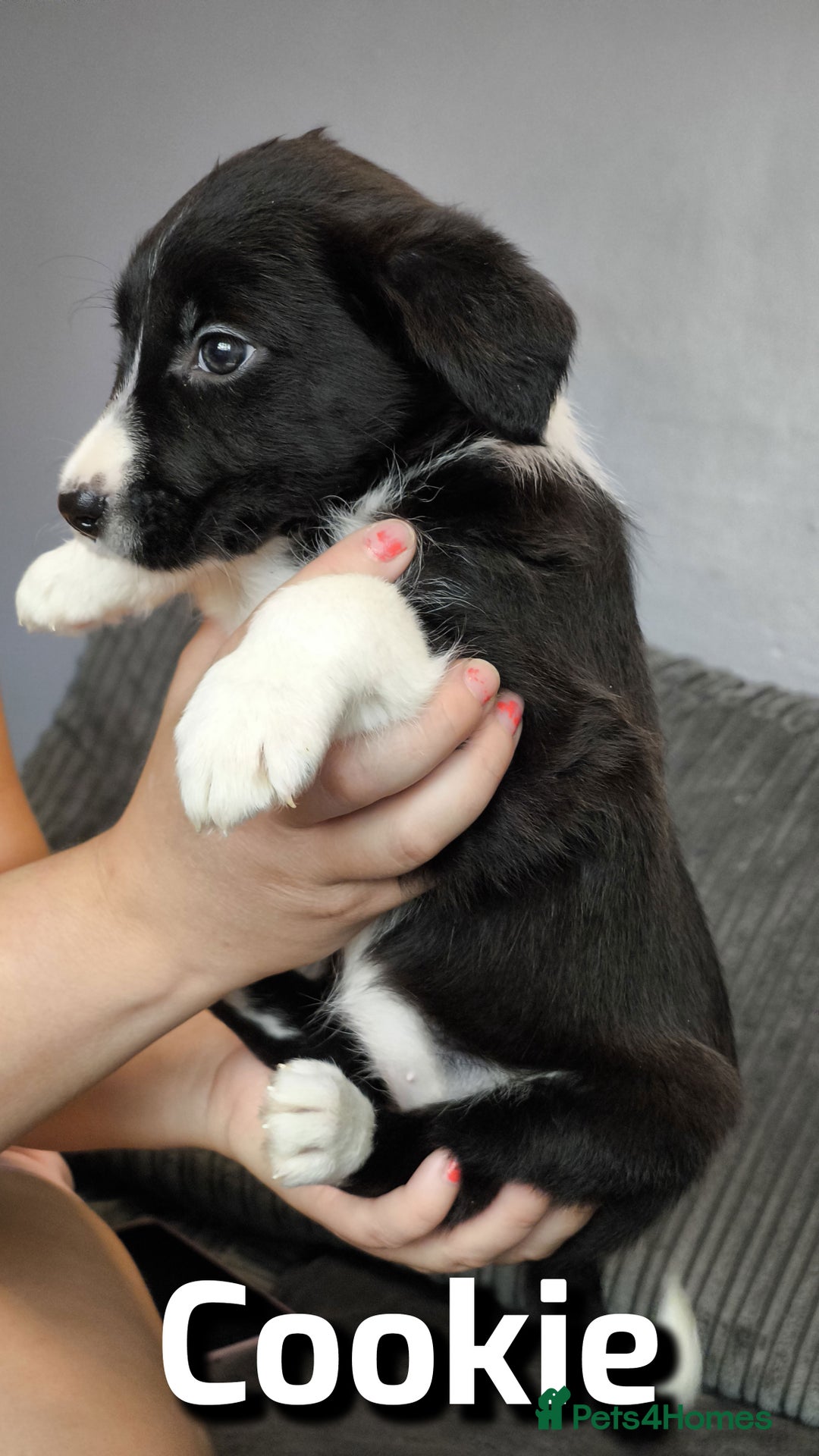 Border Collie dogs for sale: Purebred Border Collie Puppies Tri Intelligent - Image 5