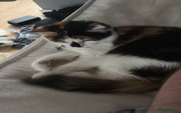 Mixed Breed cats for sale: Female Calco cat for sale  - Image 3