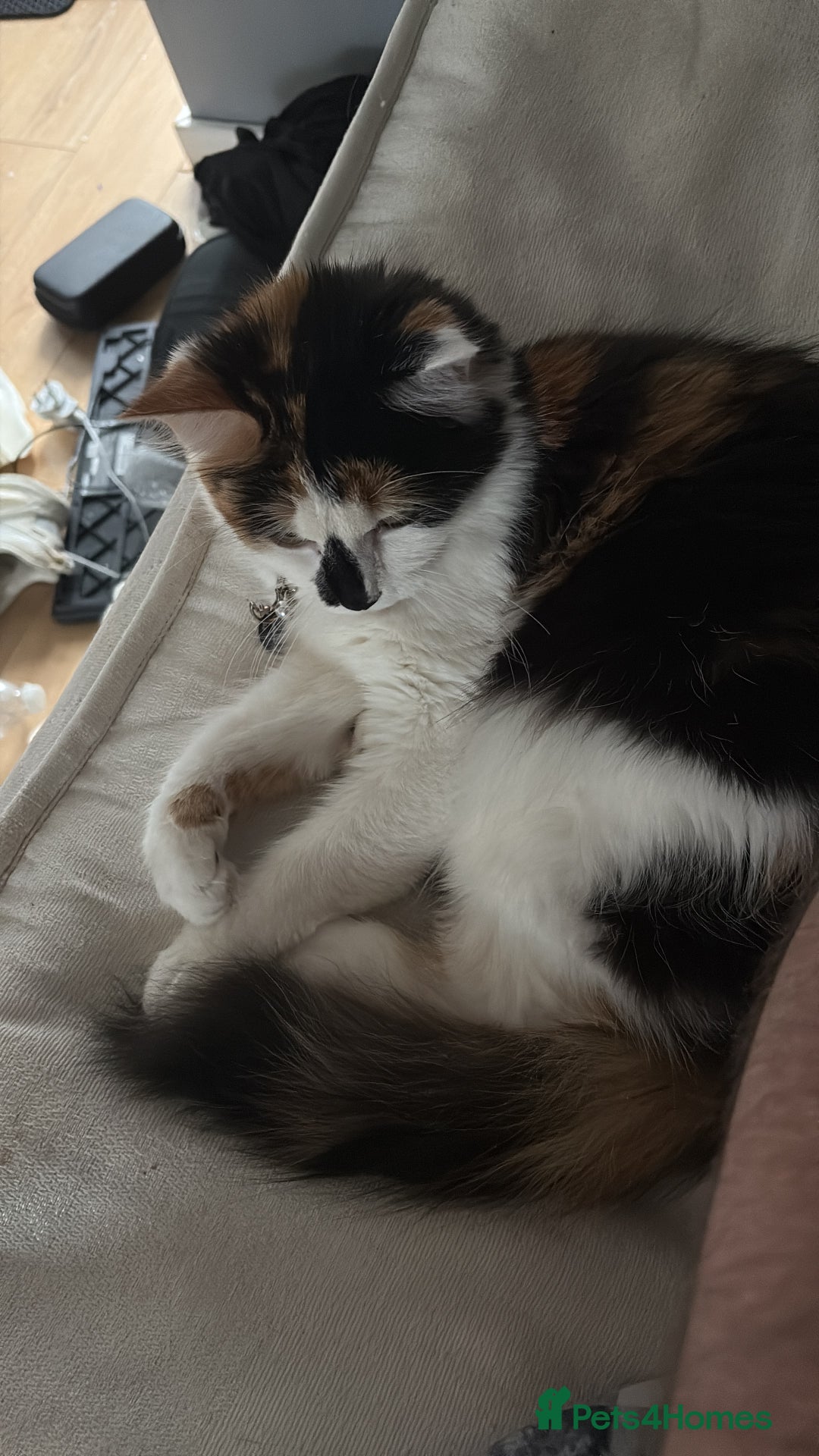 Mixed Breed cats for sale: Female Calco cat for sale  - Image 3