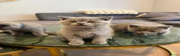 British Shorthair cats for sale: British Shorthair Kittens🐈‍⬛  - Advert 11