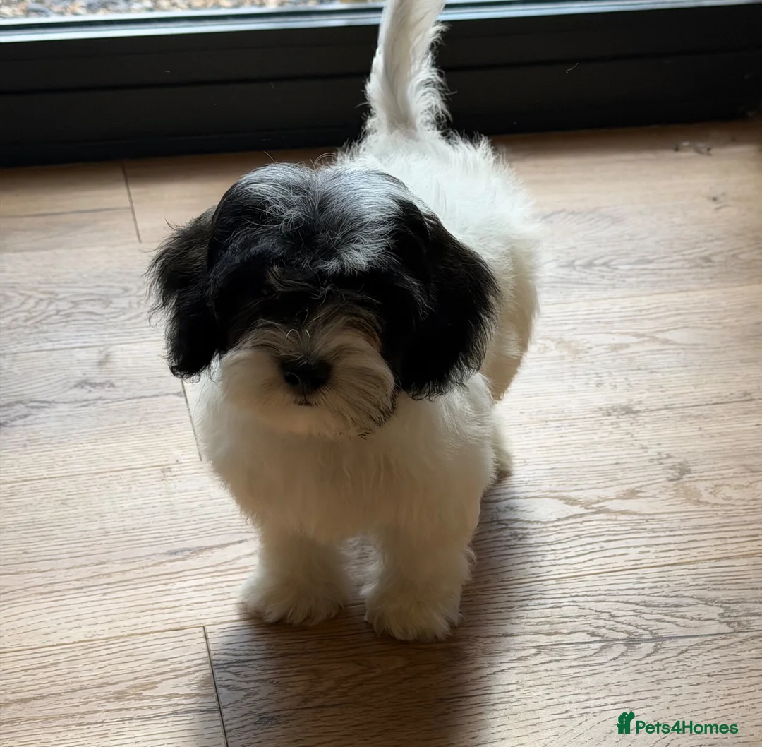 Havapoo dogs for sale: Havapoo puppies ready to leave mum  - Advert 23