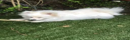 Pomeranian dogs for sale: Gorgeous Pomeranian Spitz looking for forever home - Advert 7