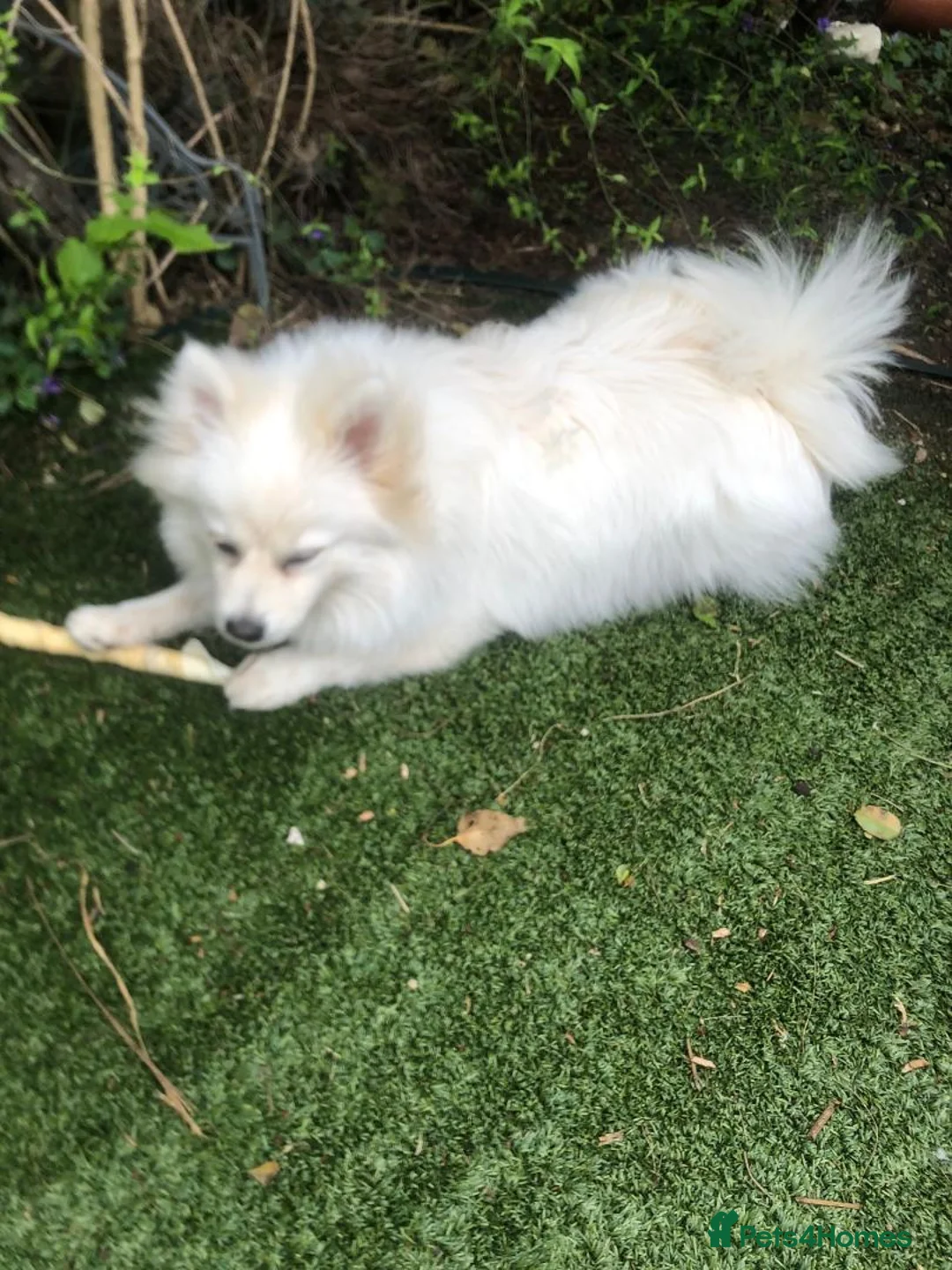 Pomeranian dogs for sale: Gorgeous Pomeranian Spitz looking for forever home - Advert 7