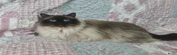 Ragdoll cats for sale: 3 year old Ragdoll girl  - Advert 4