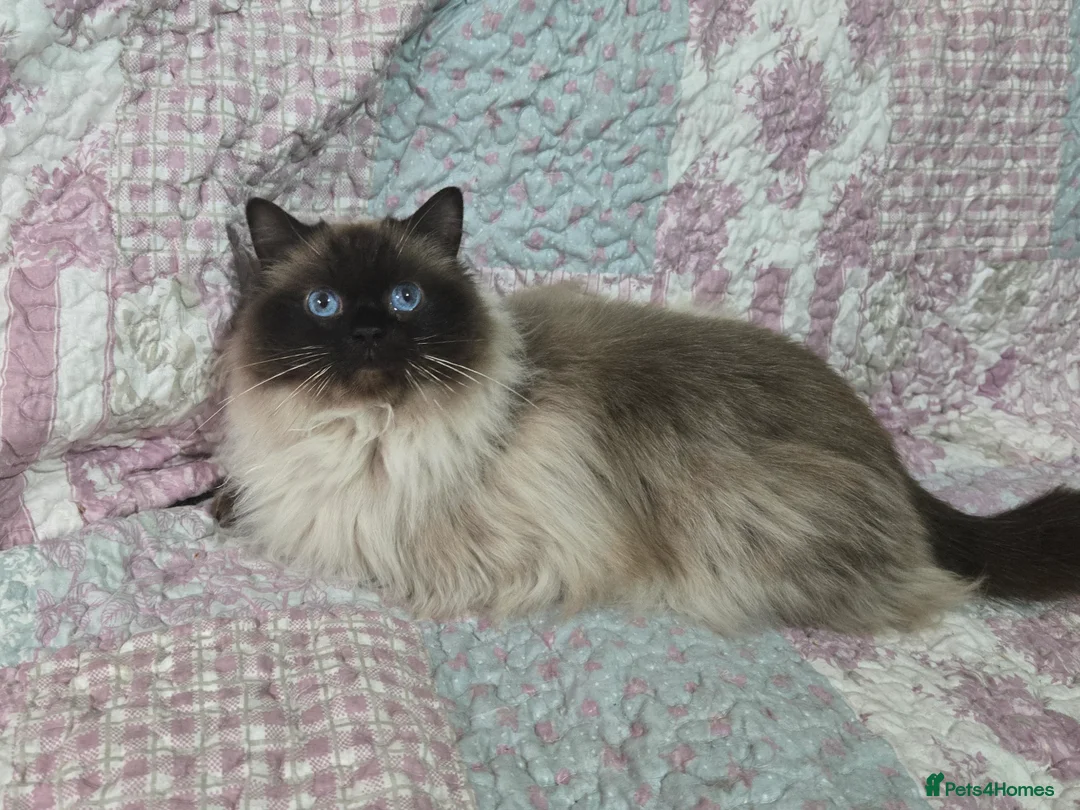 Ragdoll cats for sale: 3 year old Ragdoll girl  - Advert 4