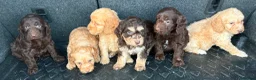 Cockapoo dogs for sale: Cockerpoo puppies  in Peterborough - Advert 3