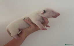 English Bull Terrier dogs for sale: 🏆CH Bloodlines Top Quality English Bull Terriers  - Image 4