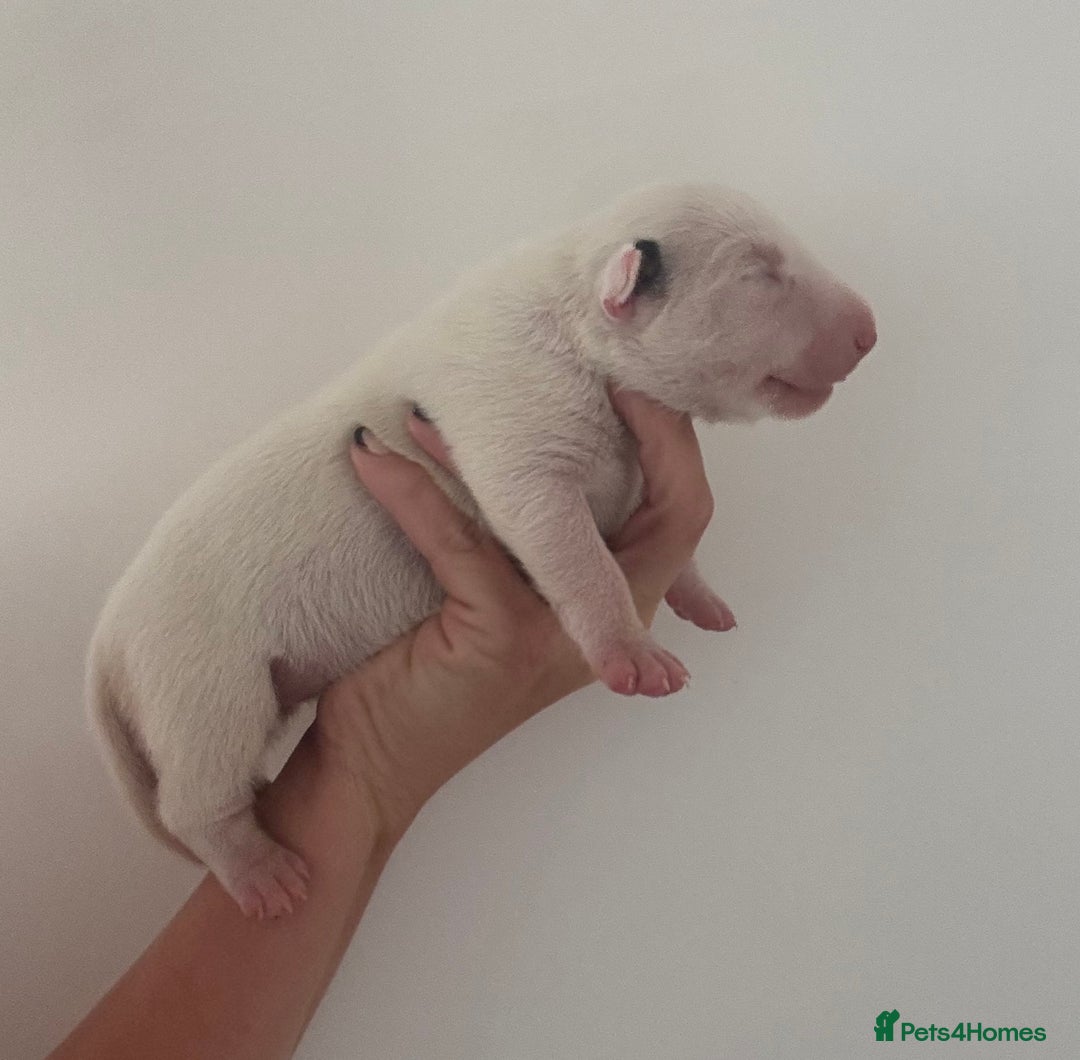 English Bull Terrier dogs for sale: 🏆CH Bloodlines Top Quality English Bull Terriers  - Image 4