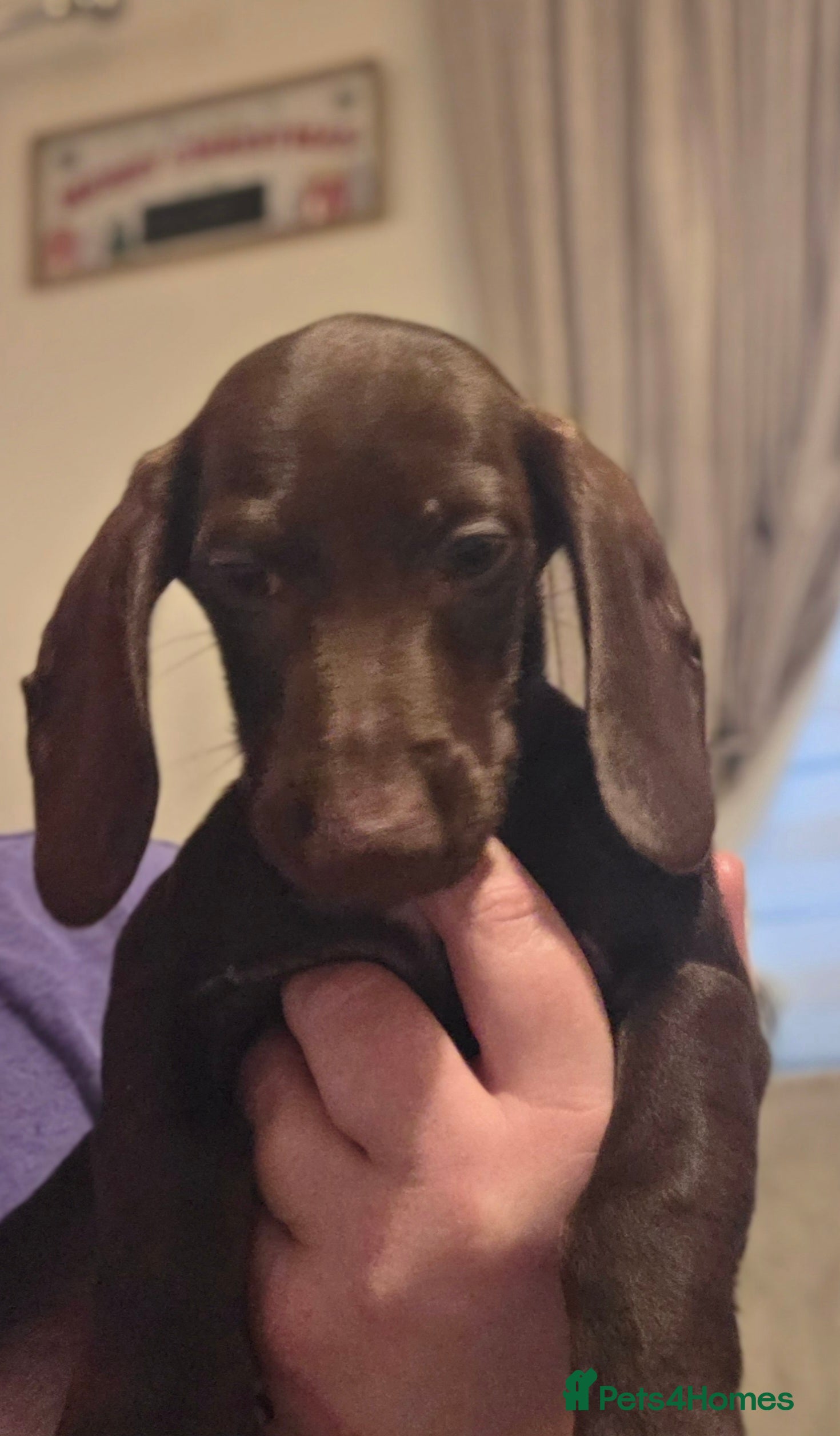 Dachshund dogs Dachshund puppies - Advert 4