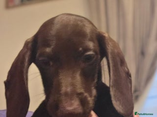 Dachshund dogs Dachshund puppies - Advert 1