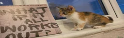 Mixed Breed cats for sale: ​🐾 6 Beautiful Kittens ready to go 💙🩷 - Advert 5