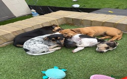Jack Russell dogs for sale: 🐾Jack Russell Puppies🐾 - Image 19