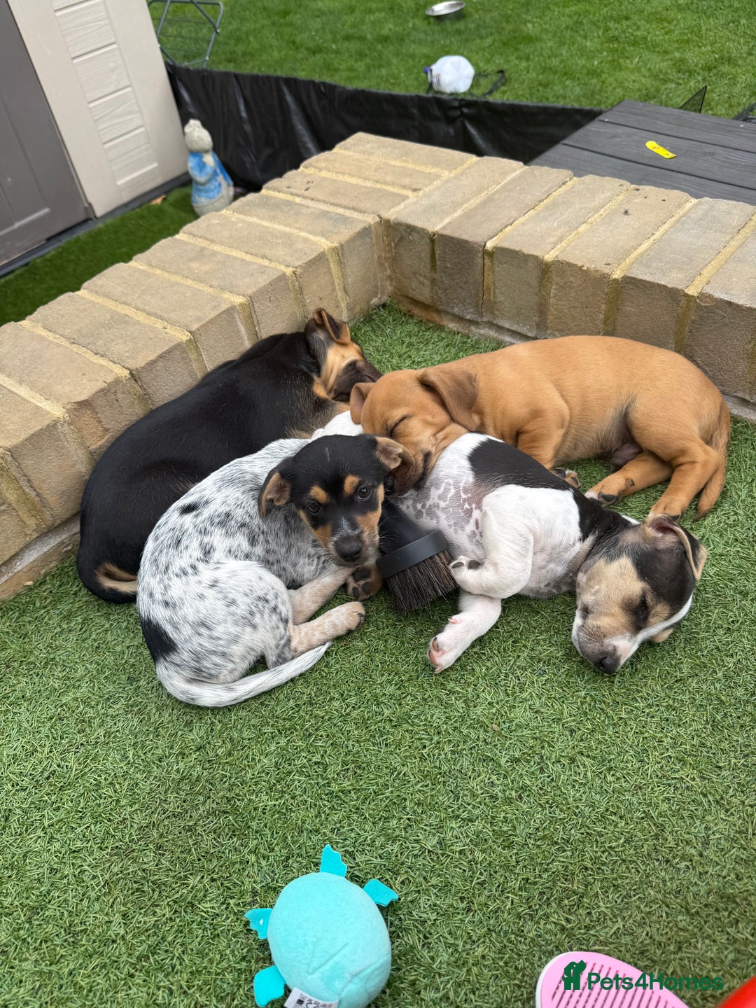 Jack Russell dogs for sale: 🐾Jack Russell Puppies🐾 - Image 19