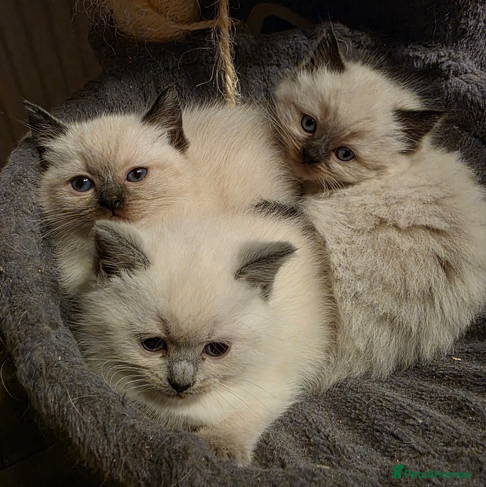 Ragdoll cats Ragdoll Kittens - Advert 1