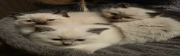 Ragdoll cats for sale: Ragdoll Kittens - Advert 8