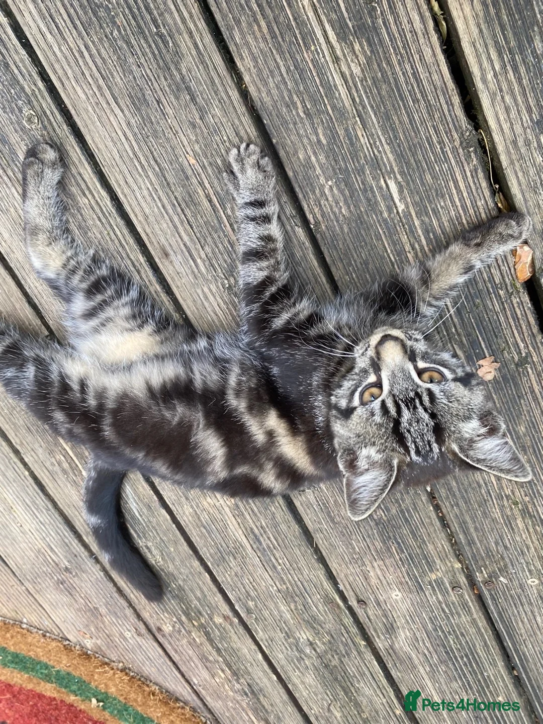 Mixed Breed cats for sale: Grey female cat - Advert 4