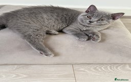 British Shorthair cats for sale: Champion Bloodline British Shorthair & Longhair - Image 11