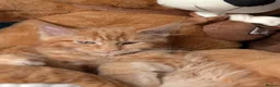 Maine Coon cats for sale: Mainecoon - Advert 16