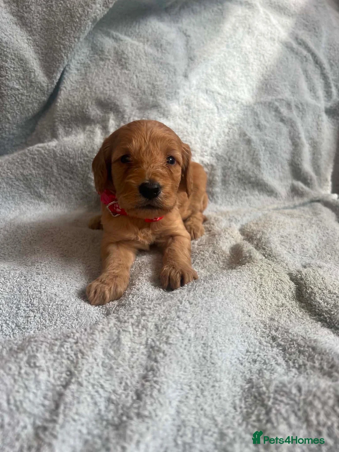 Cockapoo dogs for sale: Beautiful cockerpoo puppies for sale  in Dartford - Advert 7