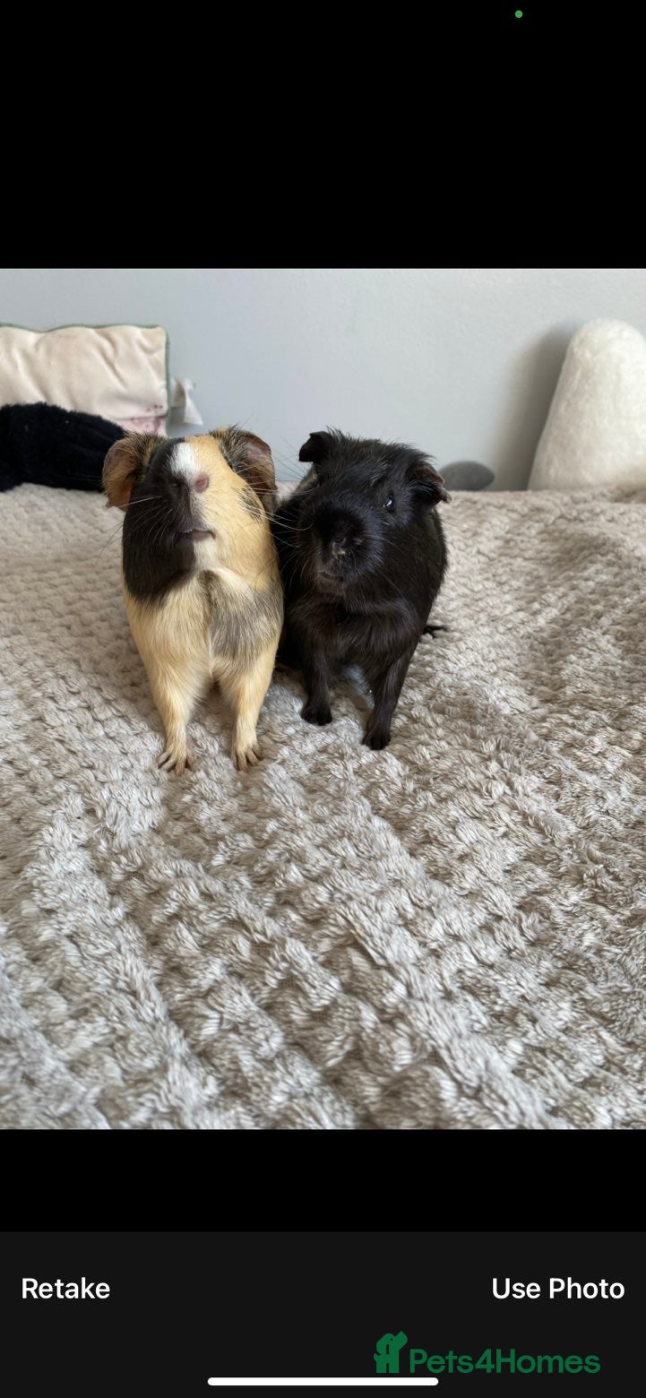 Guinea Pig rodents 2 male guinea pigs. - Advert 3