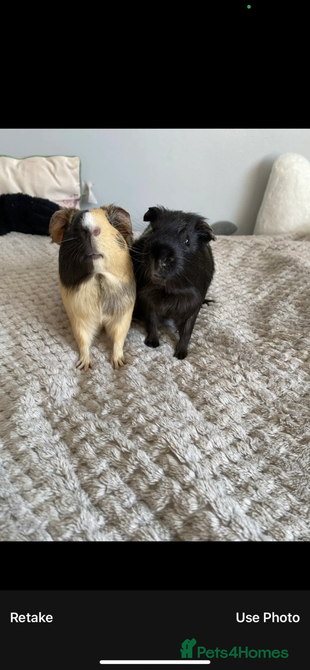 Guinea Pig rodents for sale: 2 male guinea pigs. in Portsmouth - Advert 1