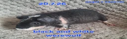 Guinea Pig rodents for sale: 2 pairs of bonded skinny boars - Advert 3