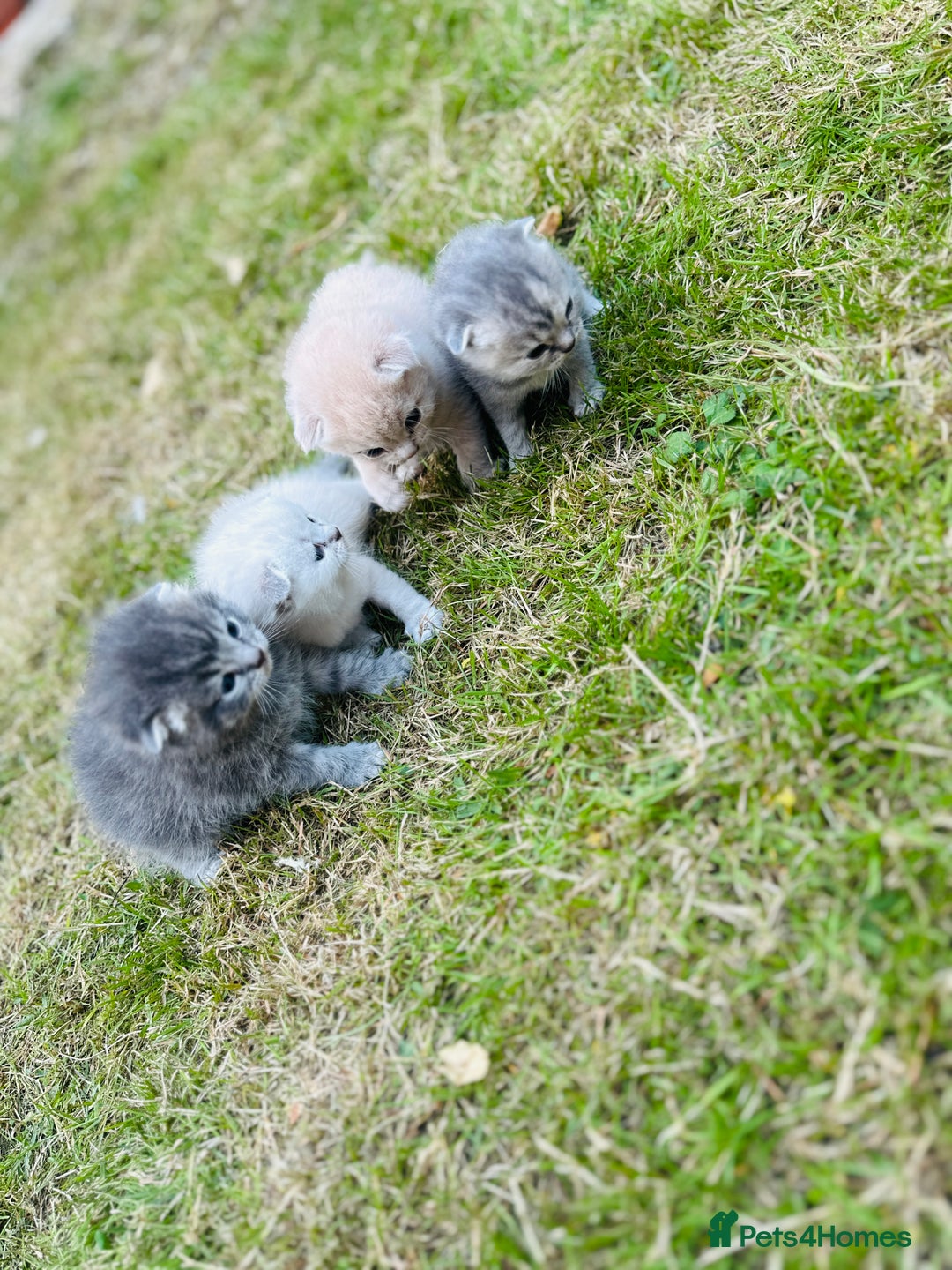 Scottish Fold cats for sale: Adorable Kittens Looking for Their Forever Homes🐾 - Image 24