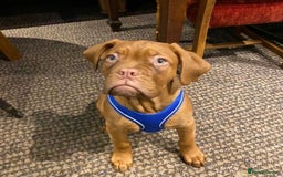 Dogue De Bordeaux dogs for stud: STUNNING DOGUE DE BORDEAUX STUD AVAILABLE - Image 11